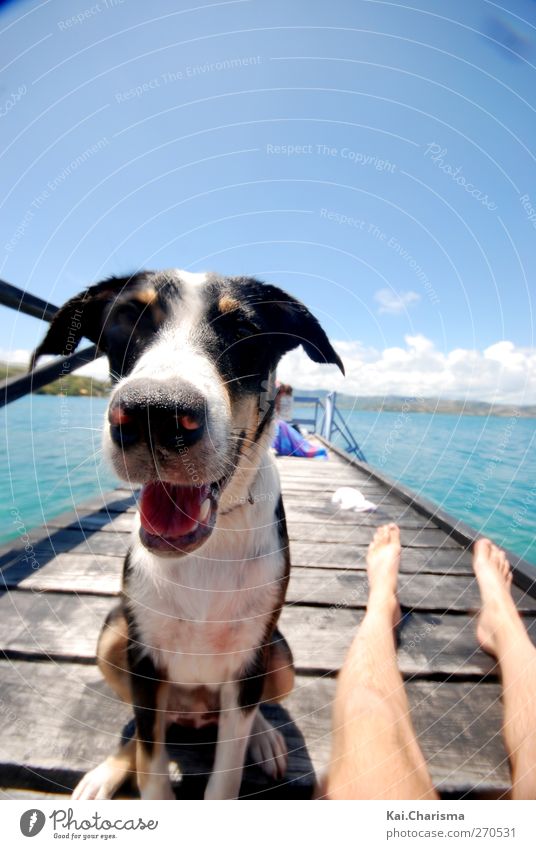 Island Dog Sommer Insel Tier Haustier Hund 1 Freude Glück Farbfoto Außenaufnahme Textfreiraum oben Tag Tierporträt