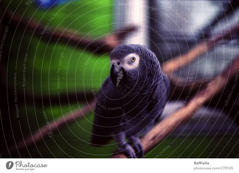 Jacko Geäst Tier Zoo Papageienvogel 1 beobachten sitzen grau grün Fenster Farbfoto Außenaufnahme Menschenleer Tag Unschärfe Zentralperspektive Tierporträt