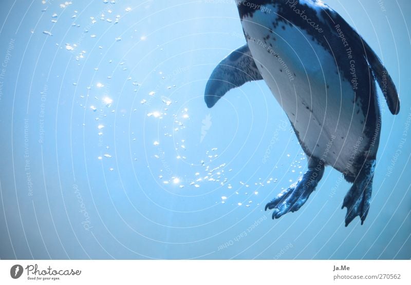 Aufgetaucht Wasser Meer Polarmeer Luftblase Tier Wildtier Vogel Pinguin 1 Schwimmen & Baden tauchen blau Unterwasseraufnahme Unterwasseraquarium Farbfoto Tag