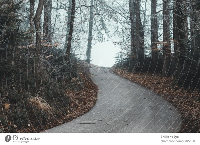 Mystischer Waldweg Natur Nebel Baum Menschenleer Straße gruselig kalt Ende Asphalt Schweiz Kurve Blatt hell mystisch Infrastruktur Außenaufnahme Tag