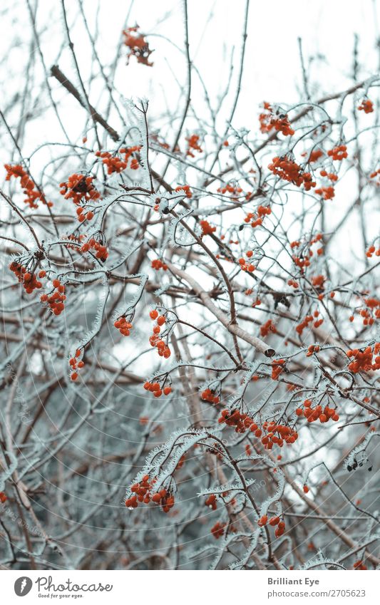 rote Beeren Winter Schnee Weihnachten & Advent Umwelt Natur Pflanze Baum Wildpflanze hell weich weiß kalt Frost Weissdorn Kontrast Nahaufnahme Morgen Minusgrade