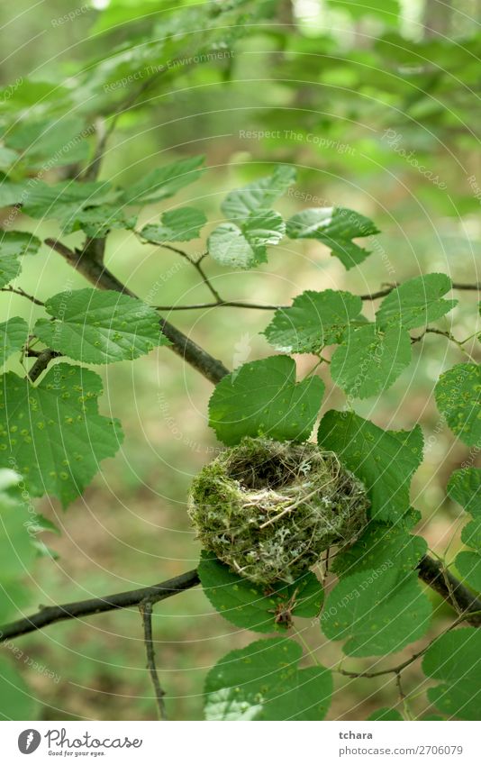 Leeres Nest des Baumes Leben Ostern Mann Erwachsene Umwelt Natur Tier Blatt Wald Gebäude Vogel sitzen klein natürlich wild grün Farbe Tierwelt Hintergrund Ei