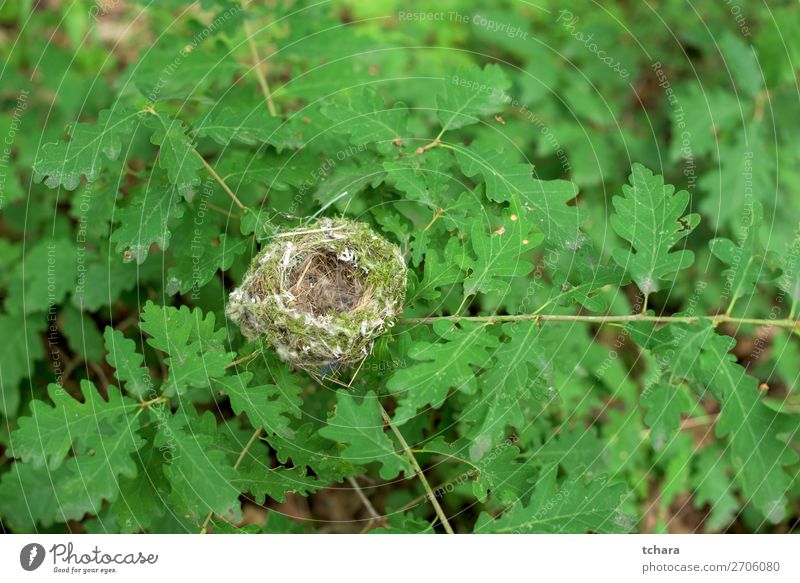 Nest der Eiche Leben Ostern Mann Erwachsene Umwelt Natur Tier Baum Blatt Wald Gebäude Vogel sitzen klein natürlich wild grün Farbe Tierwelt Hintergrund Ast