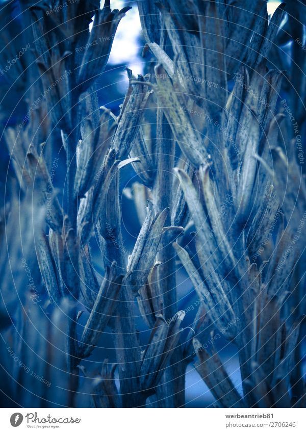 Blaue Pflanzen im Winterhintergrund Design Natur Frühling Blume Blatt Wachstum Hintergründe getöntes Bild Schönheit in der Natur Beautyfotografie Nahaufnahme