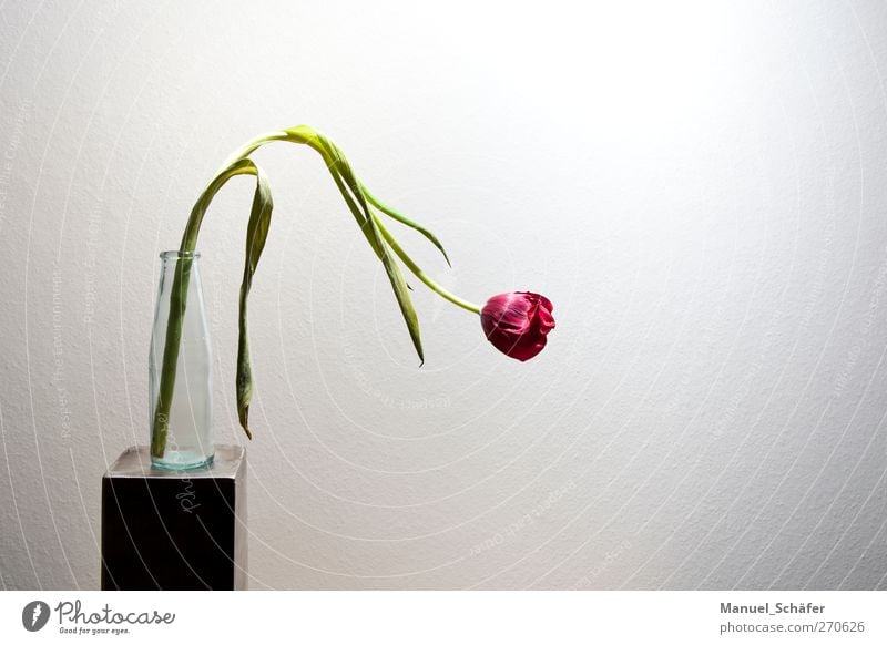 Der Frühling geht zur Neige Pflanze Blume Tulpe Blüte einfach modern grau grün rosa weiß Einsamkeit Beginn Ende Trauer Traurigkeit Farbfoto Innenaufnahme