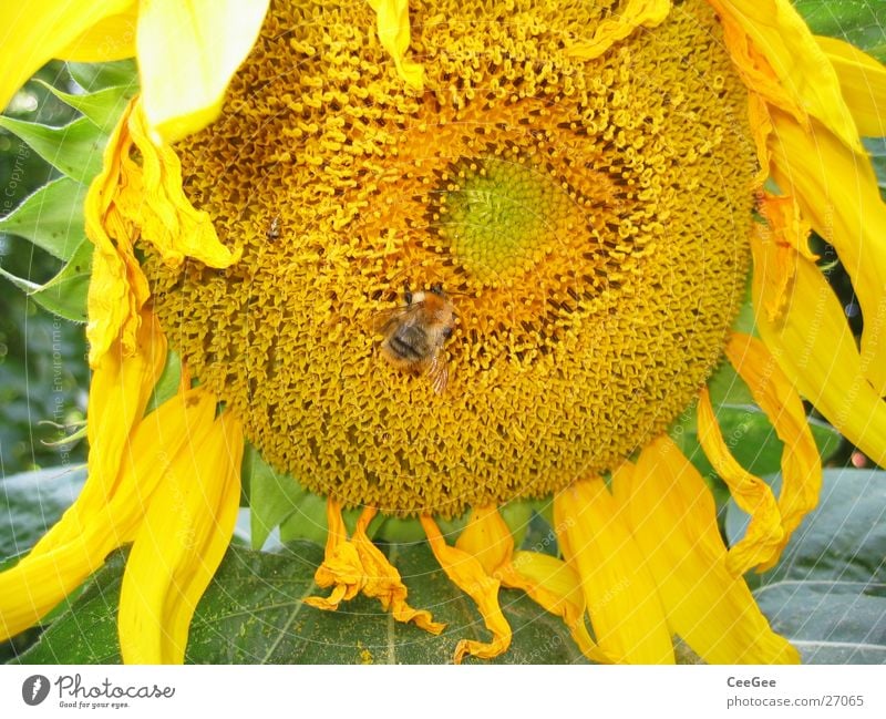 Sonnenblume Hummel Blume Pflanze gelb Insekt Blüte Blatt Blütenblatt Makroaufnahme Natur