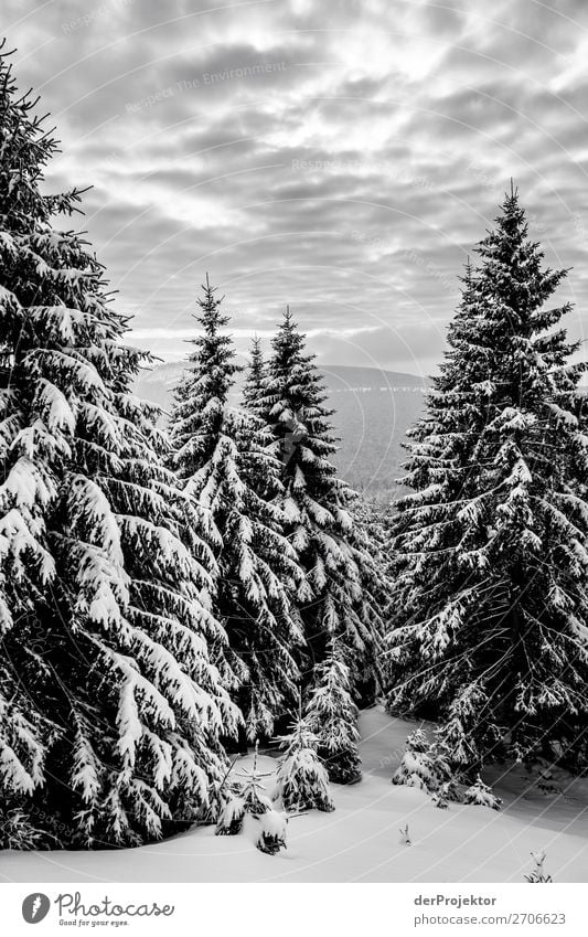 Winterwald im Harz XXII Sturmschaden Borkenkäfer Klimawandel Gebirge Sachsen-Anhalt Abenteuer Tourismus Ausflug Freiheit Sightseeing Schnee Winterurlaub
