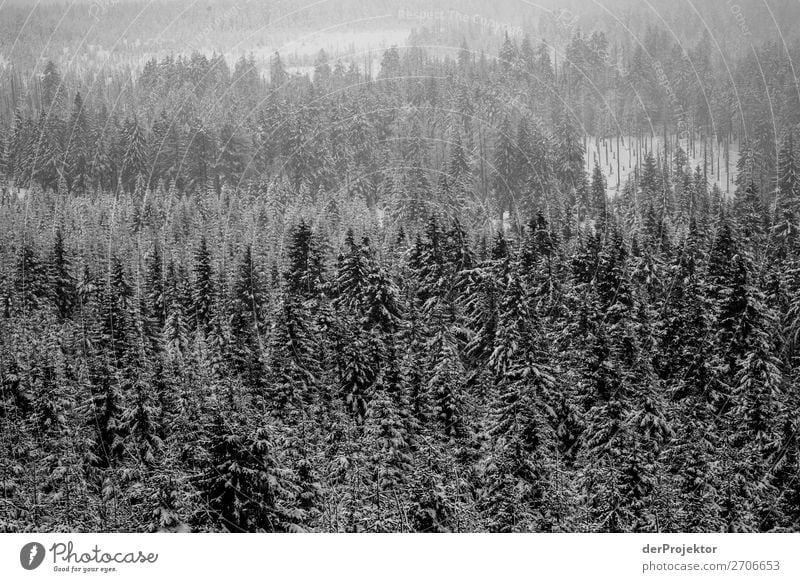 Winterwald im Harz XXI Sturmschaden Borkenkäfer Klimawandel Gebirge Sachsen-Anhalt Abenteuer Tourismus Ausflug Freiheit Sightseeing Schnee Winterurlaub
