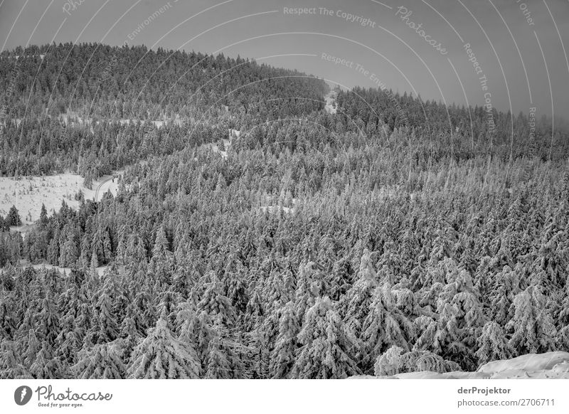 Winterwald im Harz XVI Sturmschaden Borkenkäfer Klimawandel Gebirge Sachsen-Anhalt Abenteuer Tourismus Ausflug Freiheit Sightseeing Schnee Winterurlaub