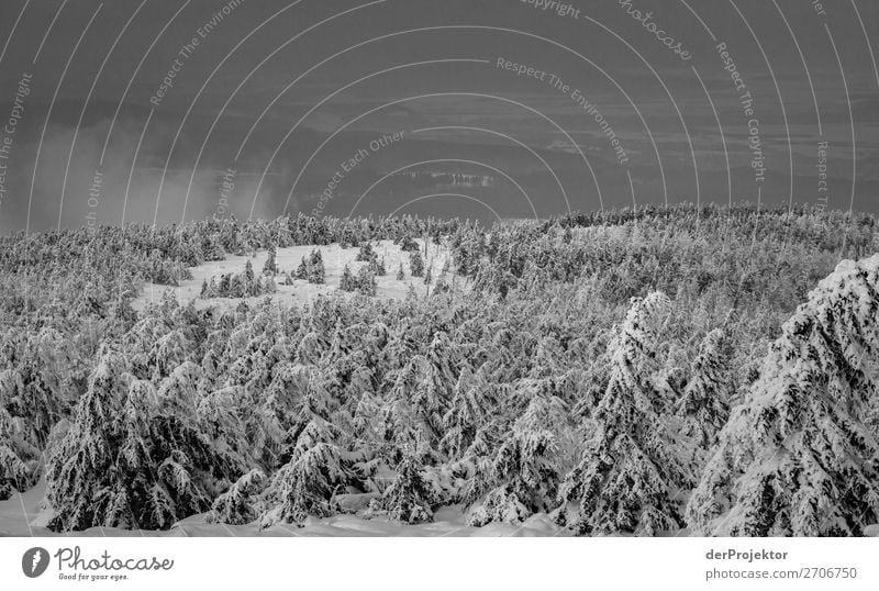 Winterwald im Harz XIV Sturmschaden Borkenkäfer Klimawandel Gebirge Sachsen-Anhalt Abenteuer Tourismus Ausflug Freiheit Sightseeing Schnee Winterurlaub