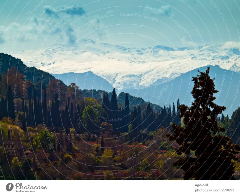 la sierra nevada (andalucia) Umwelt Natur Landschaft Pflanze Himmel Schönes Wetter Schnee Baum Berge u. Gebirge Sierra Nevada Schneebedeckte Gipfel beobachten