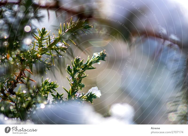Wacholder im Winterkleid II Schönes Wetter Eis Frost Schnee Zweige u. Äste frieren glänzend frisch kalt natürlich positiv stachelig blau grün weiß Lebensfreude