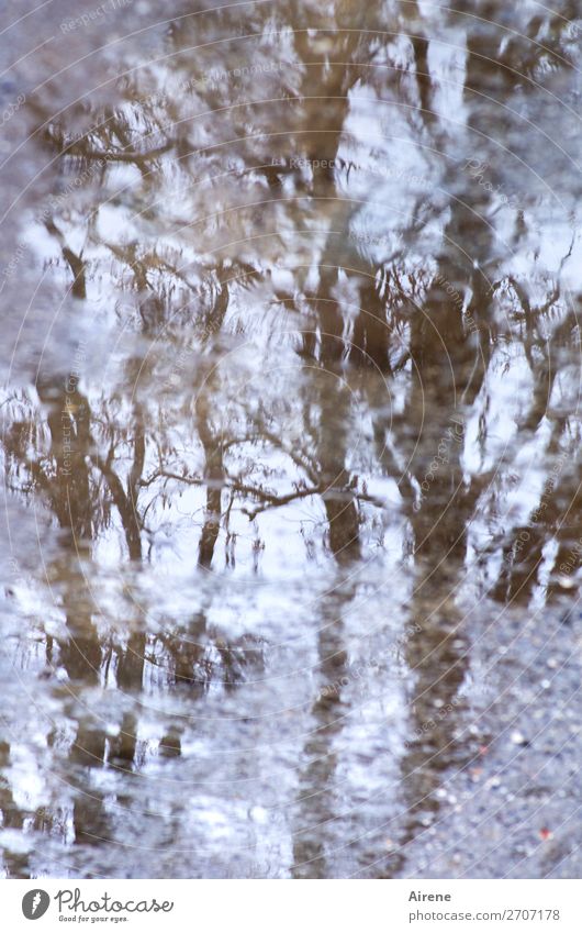 Kältebibbern Wasser Herbst Winter Baum Zweige u. Äste Wege & Pfade Pfütze Straßenbelag Schotterweg Flüssigkeit gruselig kalt nass braun grau Angst Nervosität