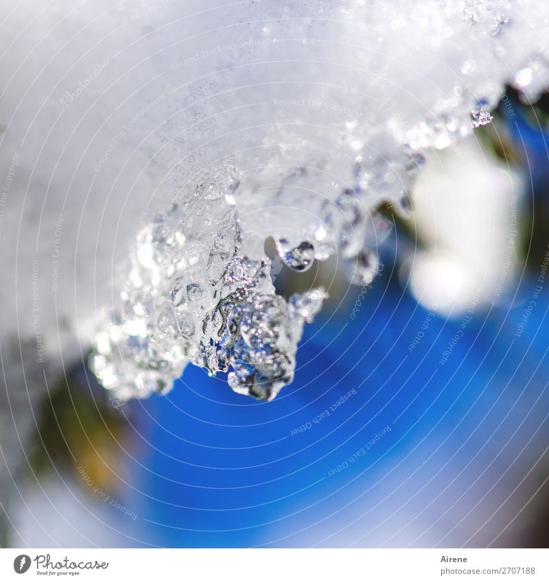 abtauen Wassertropfen Winter Klimawandel Schönes Wetter Eis Frost Schnee Eiskristall nass natürlich positiv Wärme blau weiß Frühlingsgefühle Beginn Hoffnung