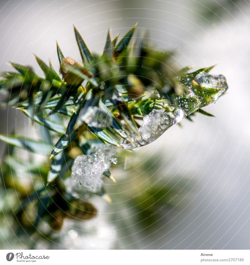 Wacholder im Winterkleid I Eis Frost Sträucher frieren glänzend frisch kalt grün weiß Natur Farbfoto Außenaufnahme Detailaufnahme Menschenleer