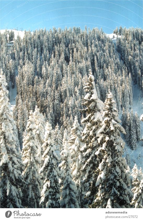 Snow Baum Berge u. Gebirge Schnee verschneite Landschaft