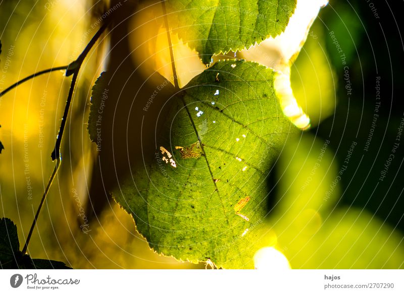 Lindenblatt in sanftem Gegenlicht Baum Blatt gelb Idylle grün braun strahlend Herbst farbenfroh leuchtend sonnig Nah Nahaufnahme Farbfoto Außenaufnahme