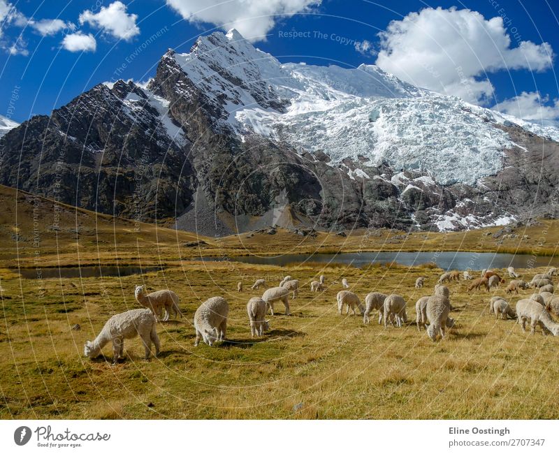 Alpaka ist auf dem Ausangate Trail Peru. Natur Landschaft Tier Sonnenlicht Schönes Wetter Berge u. Gebirge Schneebedeckte Gipfel Gletscher See Wildtier