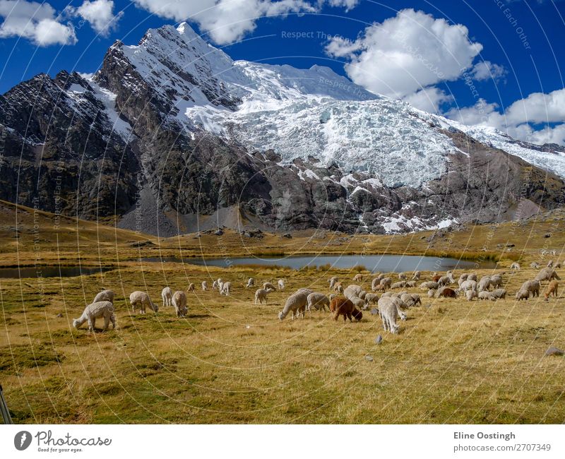 Alpaka ist auf dem Ausangate Trail Peru. Natur Landschaft Tier Wasser Berge u. Gebirge Schneebedeckte Gipfel Gletscher Wildtier Tiergruppe Herde genießen laufen