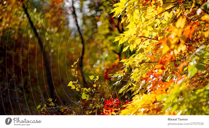 Gelbe und rote Herbstblätter Sonne Umwelt Natur Landschaft Baum Blatt Park Wald natürlich grün Hintergrund fallen Licht Pappeln Vogelbeere Jahreszeiten sonnig