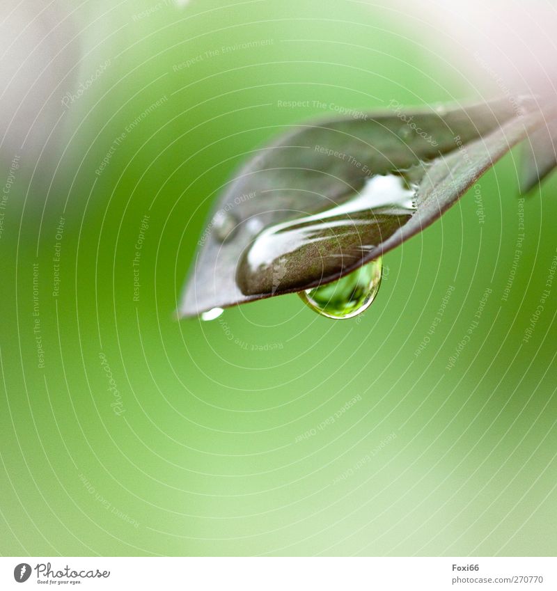 Wasser schenkt Leben Wassertropfen Frühling Regen Blatt Wiese Tropfen authentisch Flüssigkeit frisch glänzend nass natürlich grün weiß Frühlingsgefühle schön