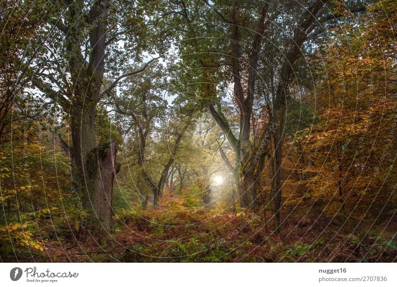Wald im Herbst Umwelt Natur Landschaft Pflanze Tier Erde Himmel Sonne Sonnenaufgang Sonnenuntergang Sonnenlicht Sommer Klima Schönes Wetter Baum Gras Sträucher