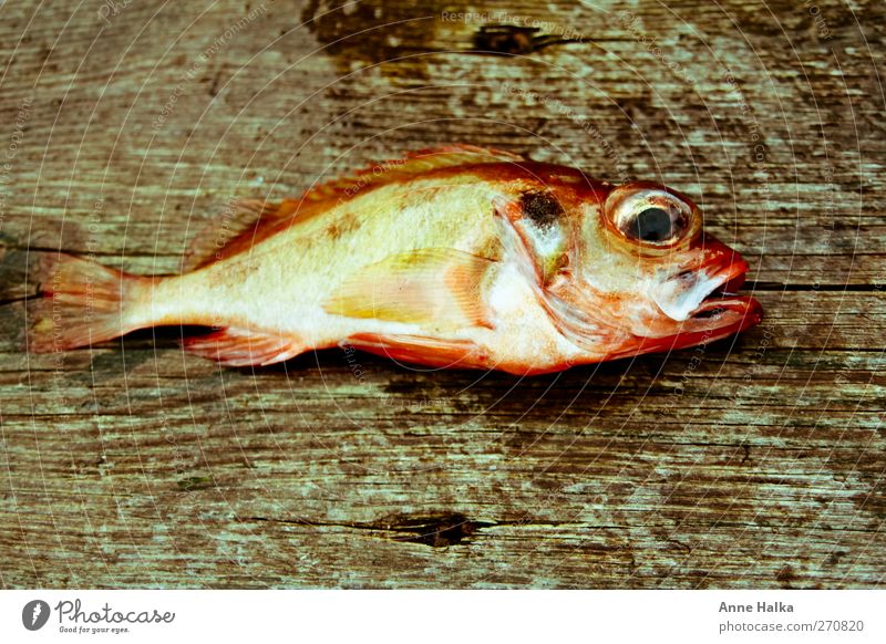 Rotbarsch in hölzernem Bett Fisch Bioprodukte Sushi Erfolg Fjord 1 Tier fangen frisch braun rot Ausdauer Rotbarschfilet Holz gefangen Meer Schuppen Angeln