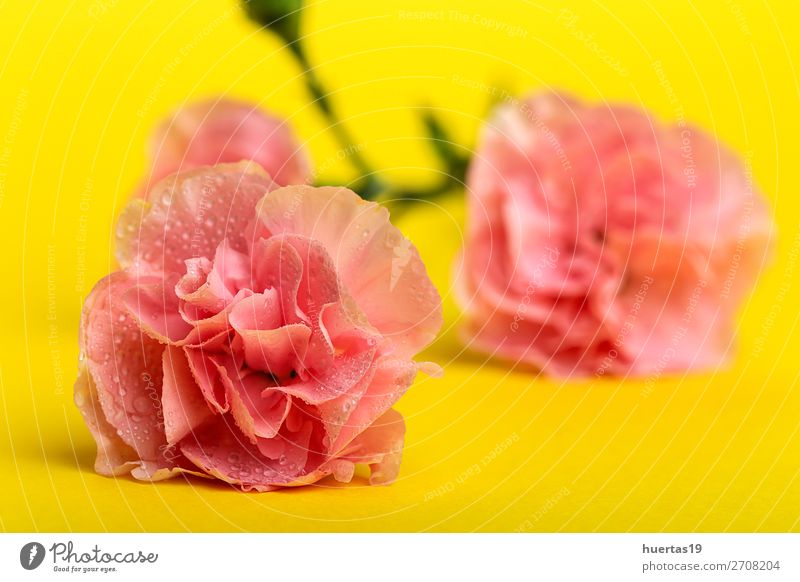Blumenstrauß aus rosa Nelkenblüten elegant Stil Design Feste & Feiern Valentinstag Muttertag Hochzeit Geburtstag Natur Pflanze natürlich grün Liebe Romantik