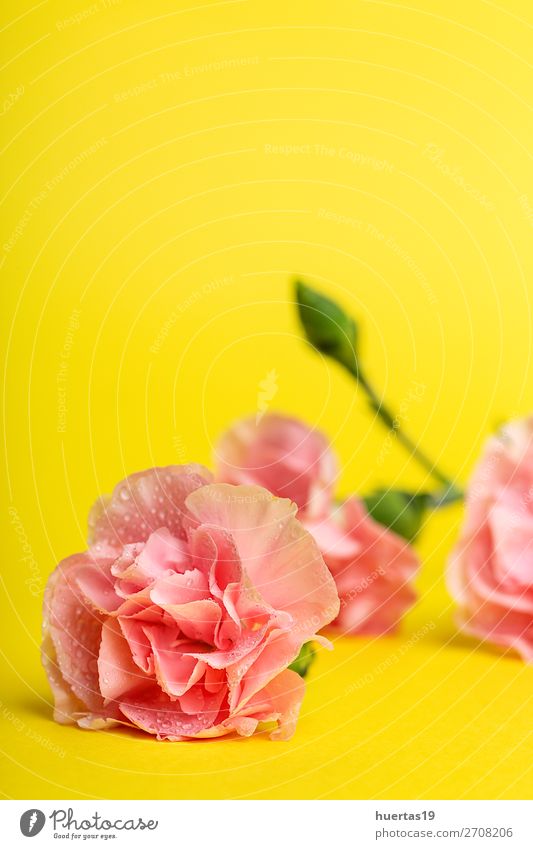 Blumenstrauß aus rosa Nelkenblüten elegant Stil Design Feste & Feiern Valentinstag Muttertag Hochzeit Geburtstag Kunst Natur Pflanze natürlich gelb grün Liebe