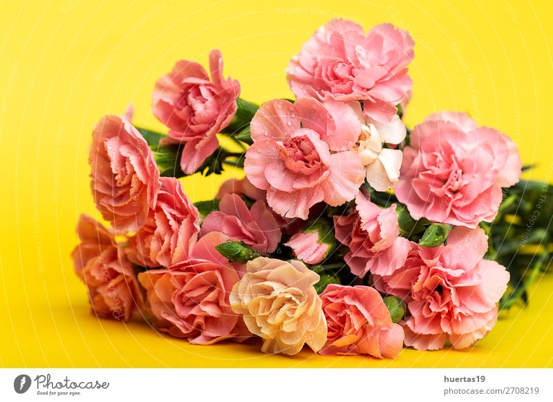 Blumenstrauß aus rosa Nelkenblüten elegant Stil Design Feste & Feiern Valentinstag Muttertag Hochzeit Geburtstag Natur Pflanze natürlich gelb grün Liebe