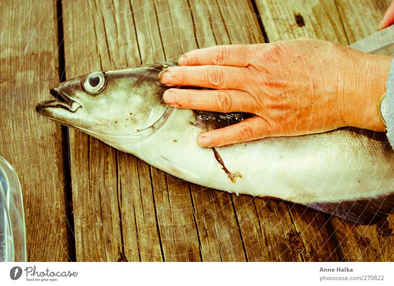 Seelachsfilet in Alt Fisch Sushi Hand 1 Tier fangen Jagd diszipliniert Köhler Angeln gefangen filetieren ausnehmen Holz filetiermesser kochen & garen innereien