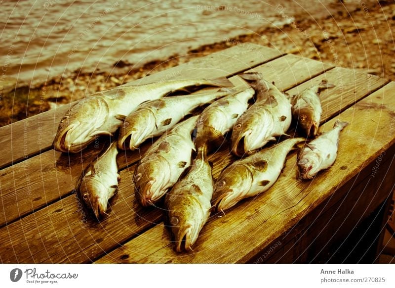 Dorschschwarm in Alt Fisch Sushi Tiergruppe Schwarm fangen gefangen pilker Köder Erfolg Schweinefilet töten Küste Holz bartel Flosse Fischgräte Aal Hochsee