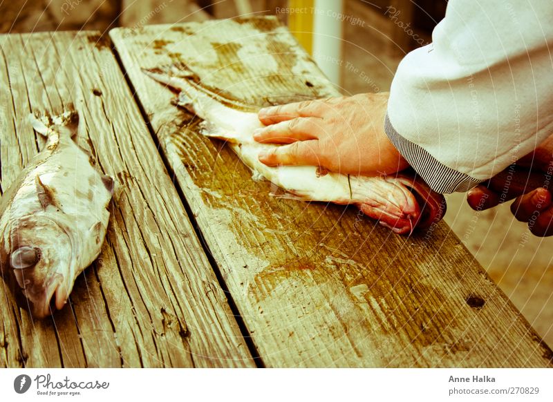 Dorsch filetieren in Alt Sushi Hand Fisch fangen Jagd Gesundheit schleimig Erfolg Kraft ausnehmen seelachs polack köhler zerschneiden filetiermesser zersägen
