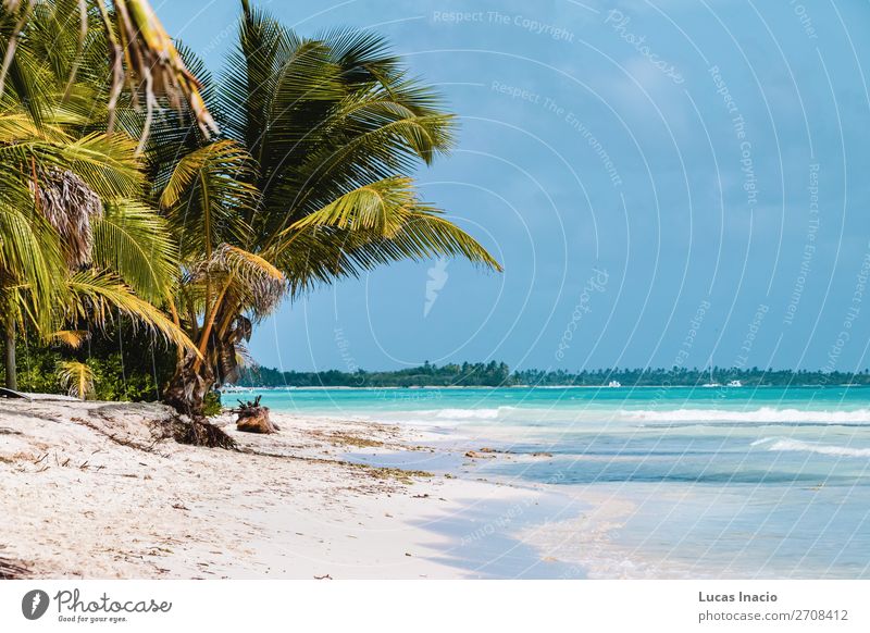 Saona Insel bei Punta Cana, Dominikanische Republik Ferien & Urlaub & Reisen Tourismus Sommer Strand Meer Umwelt Natur Sand Baum Blatt Küste Fernweh amerika