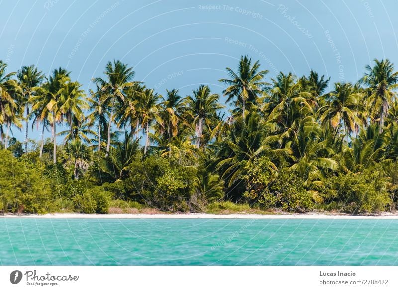 Saona Insel bei Punta Cana, Dominikanische Republik Ferien & Urlaub & Reisen Tourismus Sommer Strand Meer Umwelt Natur Sand Baum Blatt Küste Fernweh amerika