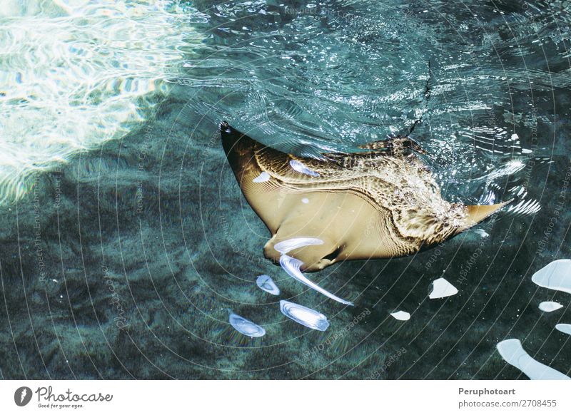 Mantarochen schwimmen auf dem blauen, klaren Wasser. Leben Sonne Meer tauchen Natur Tier Kuh Haifisch fliegen groß wild grau rot schwarz weiß Korallen Fisch