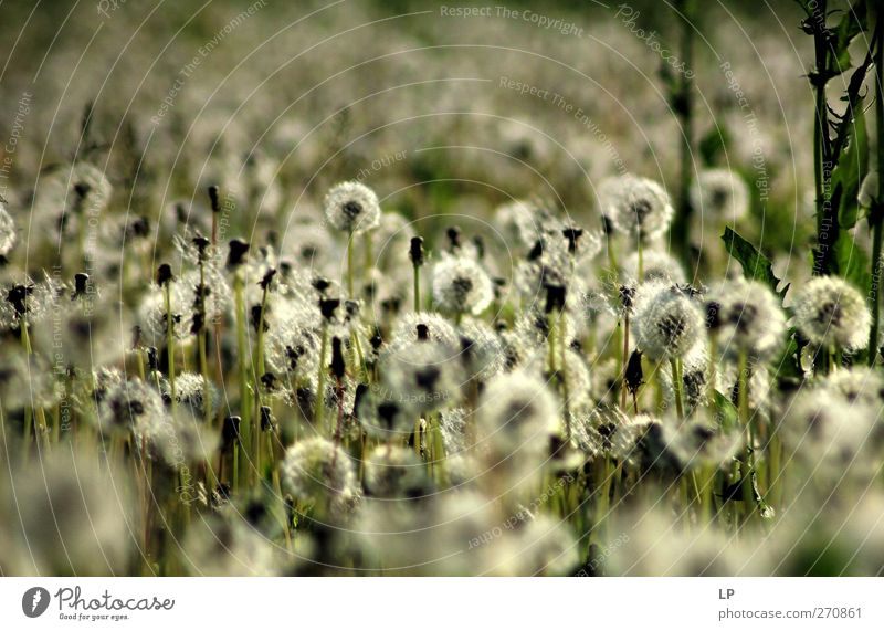 Silberfeld Pflanze Feld schön Wärme grau grün silber Stimmung Warmherzigkeit Gelassenheit Hoffnung Einsamkeit Energie Horizont Gedeckte Farben Außenaufnahme