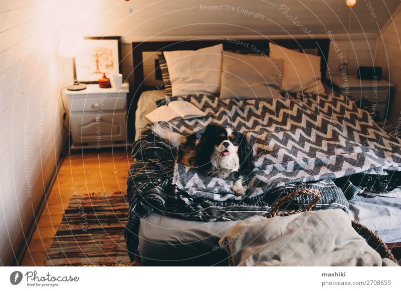 gemütliches Winterheim mit Hund im Bett schlafend Tee Lifestyle Erholung Freizeit & Hobby lesen Haus Buch Herbst Wärme Hütte Holz authentisch heiß niedlich