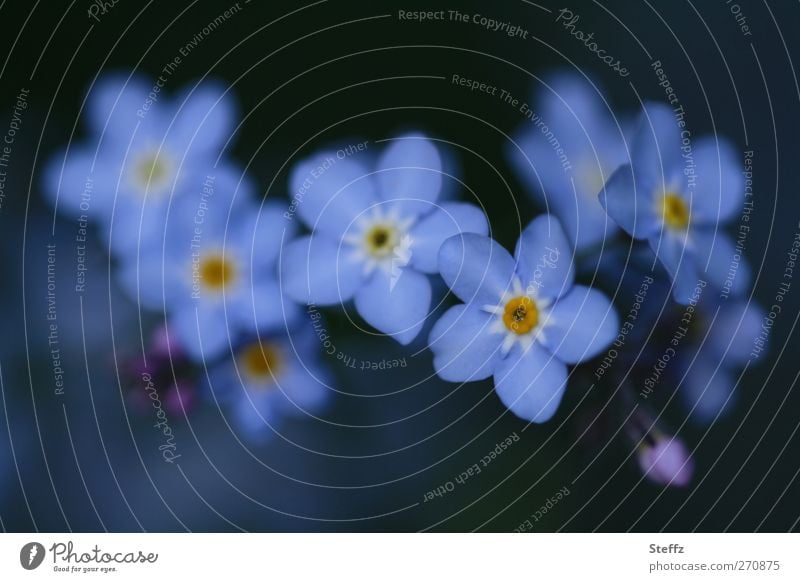 Vergissmeinnicht zusammen Vergißmeinnicht Wildpflanzen Frühlingsblumen romantisch Blüte dezent Blühend blühende Blume ästhetisch nah blau Romantik blaugrau