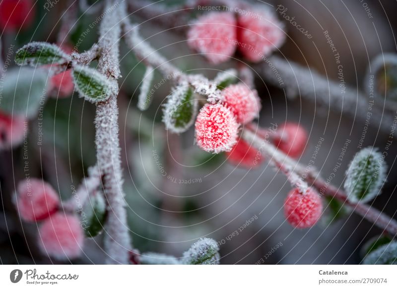 Ein wenig Frost liegt auf den roten Beeren der Zwergmispel Natur Pflanze Winter Eis Sträucher Blatt Zweig Beerensträucher Garten Park hängen schön kalt klein