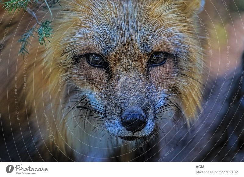 Nahaufnahme Fuchs Porträt Gesicht Jagd Natur Tier Wald Wildtier Hund Tiergesicht 1 beobachten Blick listig Neugier klug wild gelb gold orange schwarz weiß