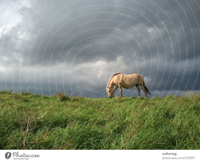 Sonnenlichtes Pferd und Regenwolken Tier Wolken Gewitterwolken Sommer schlechtes Wetter Feld Wildtier 1 beobachten braun grau grün Umwelt Fressen Farbfoto