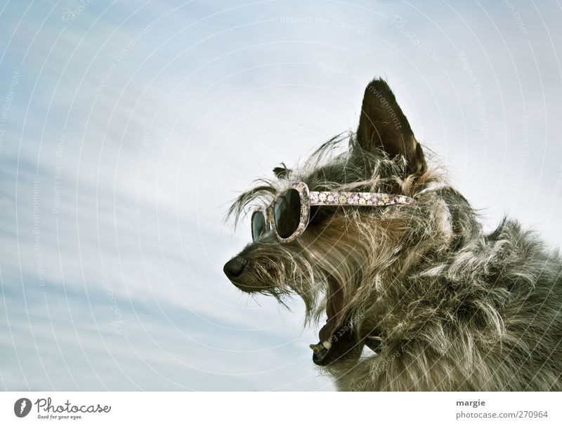 Alle mal herhören....ein Hund mit Brille der bellt Himmel Wolken Sonnenlicht Sommer Fell Accessoire Sonnenbrille Tier Haustier Tiergesicht Zähne Ohr