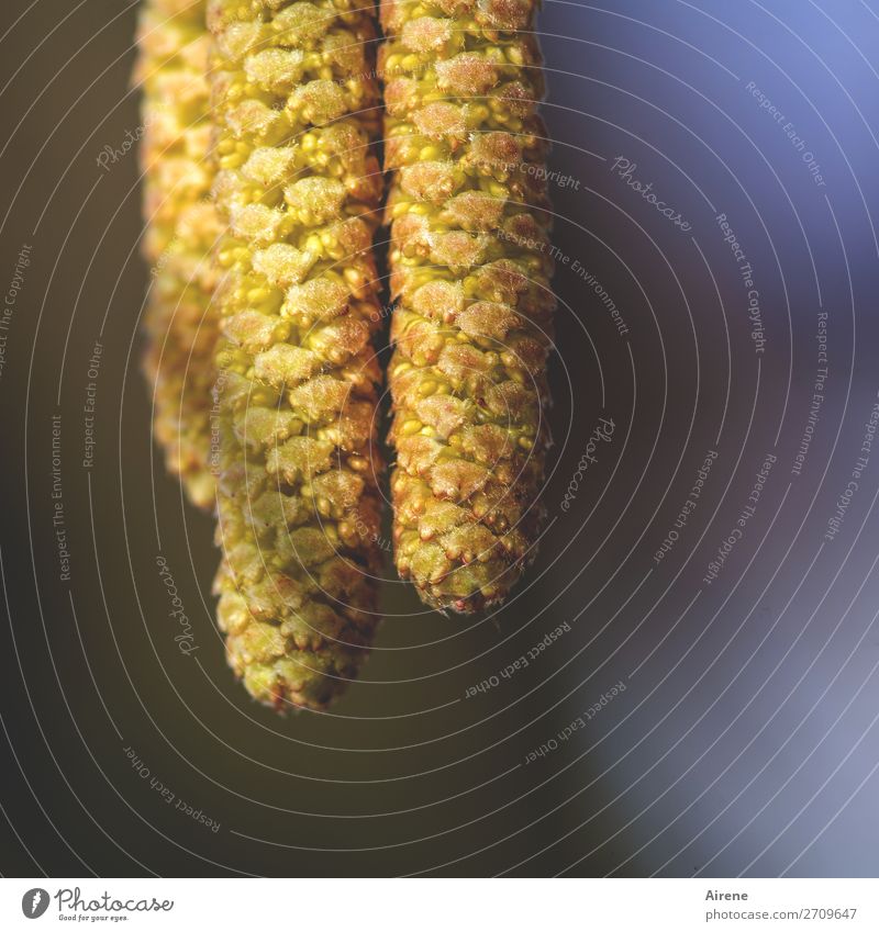 jetzt aber los! Pflanze Sträucher Haselnussblatt Pollen Blühend hängen Wachstum warten gelb gold orange Frühlingsgefühle Allergie Pollenflug Heuschnupfen