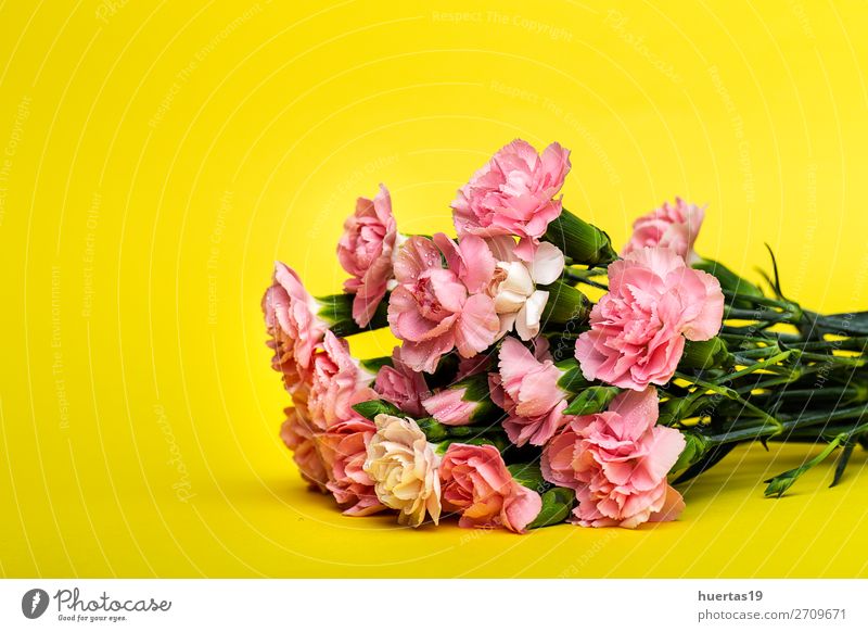 Blumenstrauß aus rosa Nelkenblüten elegant Stil Design Feste & Feiern Valentinstag Muttertag Hochzeit Geburtstag Natur Pflanze natürlich gelb grün Liebe