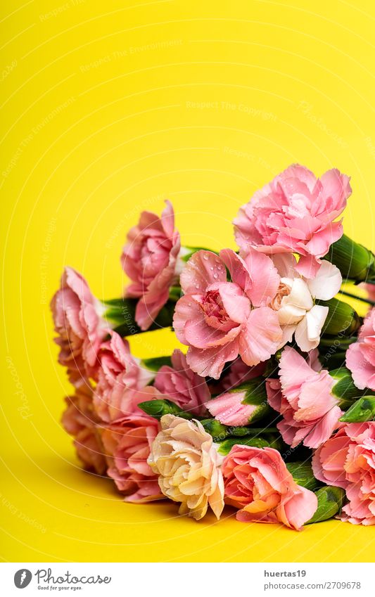 Blumenstrauß aus rosa Nelkenblüten elegant Stil Design Feste & Feiern Valentinstag Hochzeit Geburtstag Natur Pflanze natürlich gelb grün Liebe Romantik Farbe