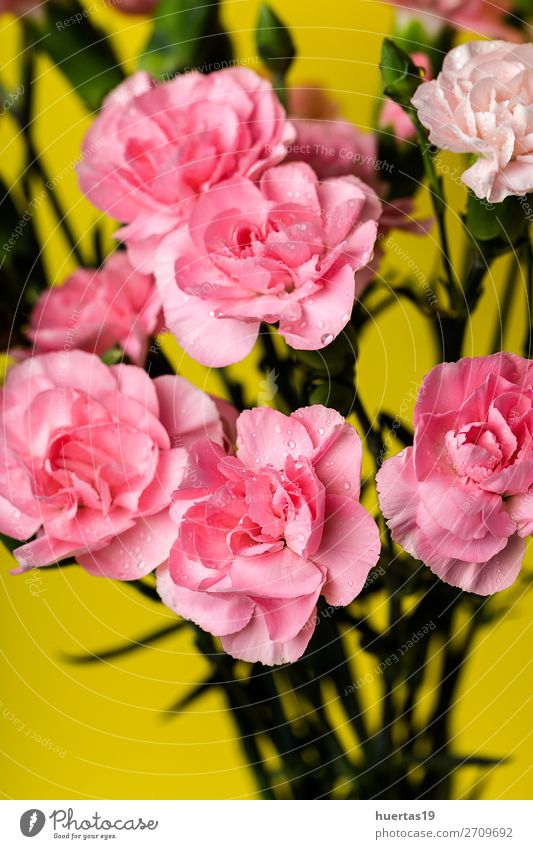 Blumenstrauß aus rosa Nelkenblüten elegant Stil Design Feste & Feiern Valentinstag Hochzeit Geburtstag Kunst Natur Pflanze Blatt Blüte natürlich gelb grün Liebe