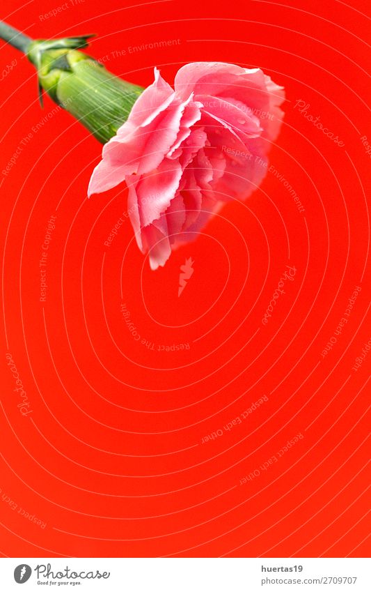 Blumenstrauß aus rosa Nelkenblüten elegant Stil Design Feste & Feiern Valentinstag Muttertag Hochzeit Geburtstag Natur Pflanze natürlich grün rot Liebe Romantik