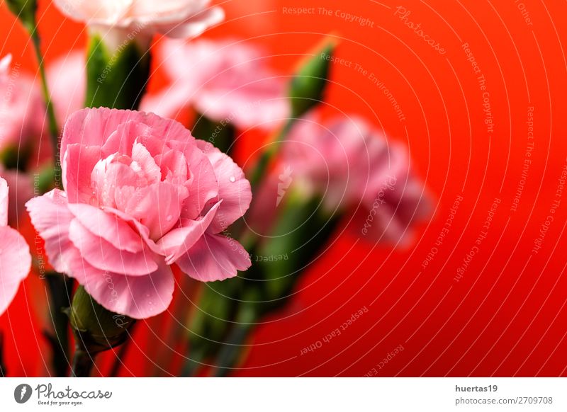Blumenstrauß aus rosa Nelkenblüten elegant Stil Design Feste & Feiern Valentinstag Hochzeit Geburtstag Natur Pflanze natürlich grün rot Liebe Romantik Farbe