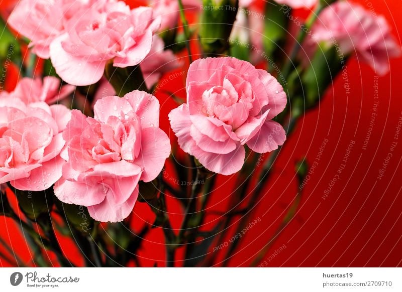 Blumenstrauß aus rosa Nelkenblüten elegant Stil Design Feste & Feiern Valentinstag Hochzeit Geburtstag Kunst Natur Pflanze Blatt Blüte natürlich grün rot Liebe